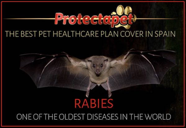 Rabies in Spain the symptoms treatments and prevention - an article by Protectapet 